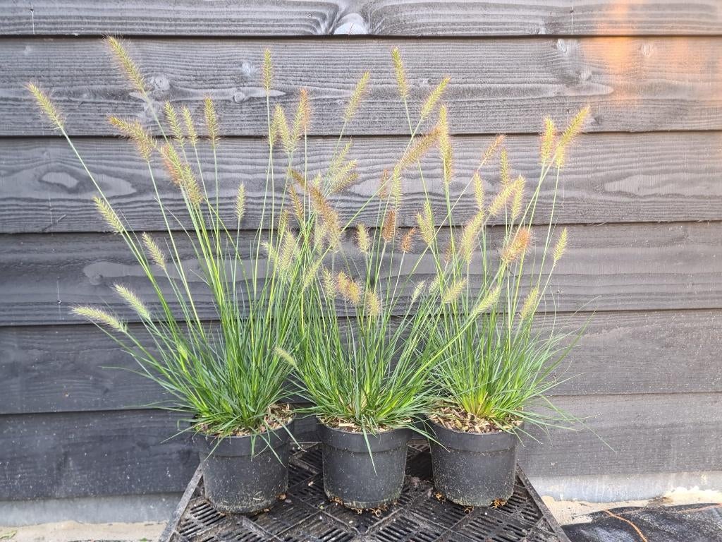 Lampenpoetsersgras ( Pennisetum Hameln), Tuin en Terras, Planten | Tuinplanten, Volle zon, Vaste plant, Siergrassen, Ophalen of Verzenden