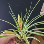 Tillandsia fasciculata in knop p9, Huis en Inrichting, Kamerplanten, Ophalen of Verzenden, Halfschaduw, Minder dan 100 cm
