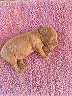 Labradoodle pups  teefjes, Overige rassen, 8 tot 15 weken, Meerdere dieren, Eén hond