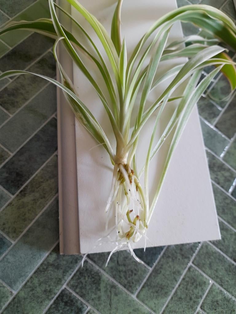 Bijna gratis Stekje graslelie, gras plant, siergras, Ophalen, Overige soorten, Halfschaduw, Minder dan 100 cm