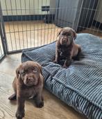 Prachtig mooie choco bruine labradorpups met stamboom!!, 8 tot 15 weken, Labrador retriever, Parvo, Meerdere