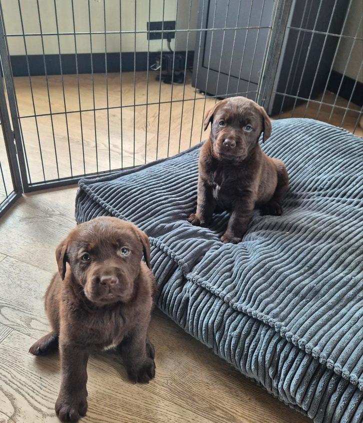 Prachtig mooie choco bruine labradorpups met stamboom!!, Dieren en Toebehoren, Honden | Retrievers, Spaniëls en Waterhonden, Meerdere dieren
