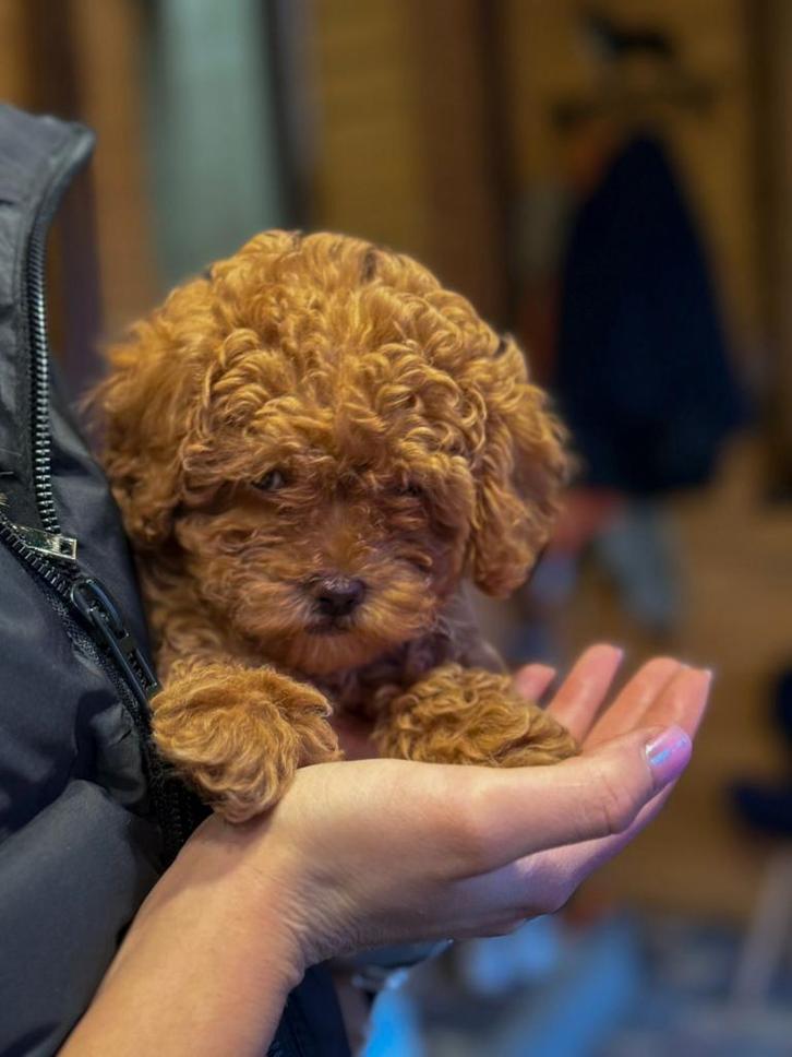 Toypoedel pupje, Dieren en Toebehoren, Honden | Chihuahua's en Gezelschapshonden, Meerdere dieren, Poedel, Particulier, Meerdere