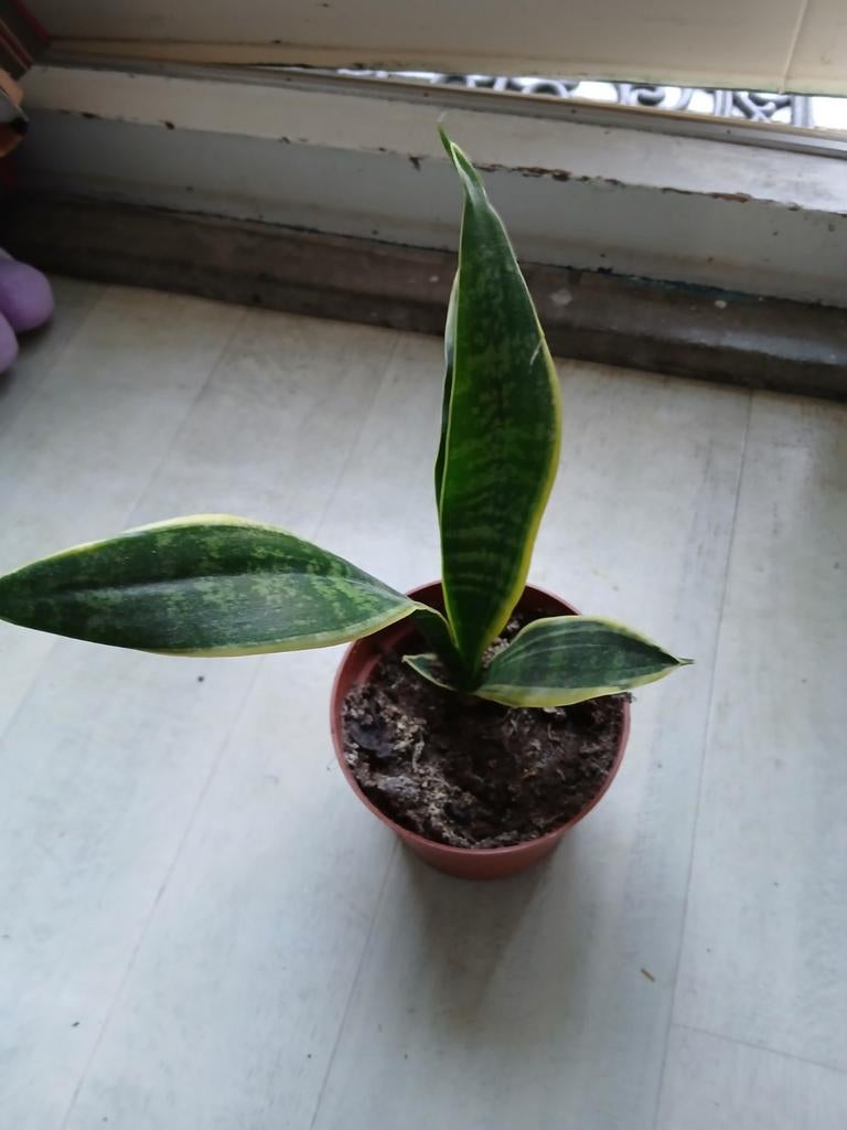 Stek sanseveria, Huis en Inrichting, Kamerplanten, Ophalen