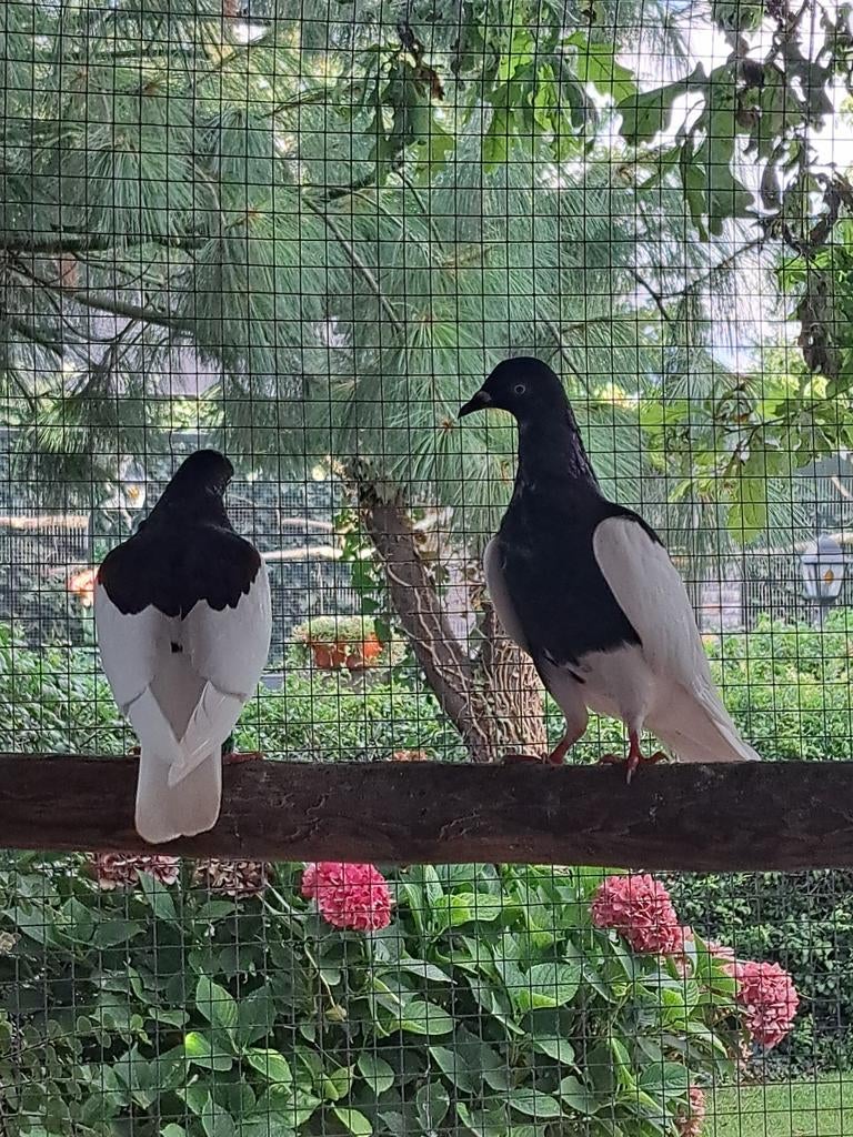 Krul duiven-Figurita's-Tortelduiven-Blauwe Pauwstaarten-ect., Dieren en Toebehoren, Meerdere dieren