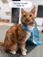 “Bankkoningin Zoekt Klein Zusje”, Dieren en Toebehoren, Poes, Kortharig, 0 tot 2 jaar