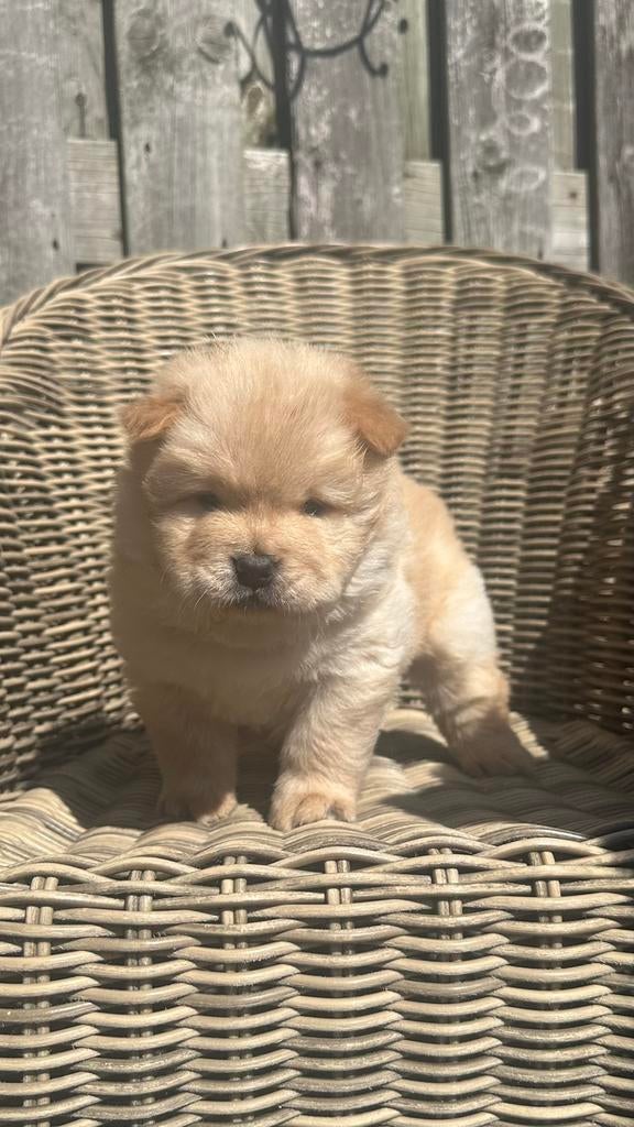 Chow chow pups nog 1 reu, Parvo, 8 tot 15 weken, Poolhond, Meerdere
