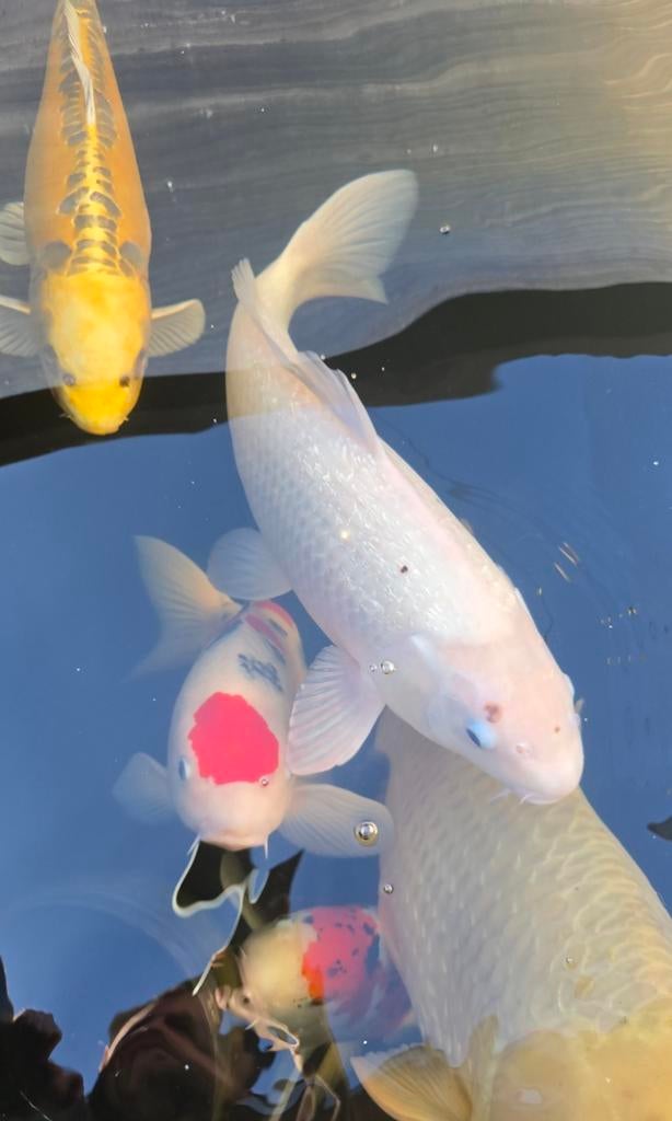 Witte koi shiro chagoi showa sanke tancho vijver vis, Dieren en Toebehoren, Karper of Koi