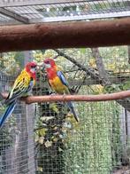 Goudmantel rosella, Mannelijk, Parkiet, Geringd