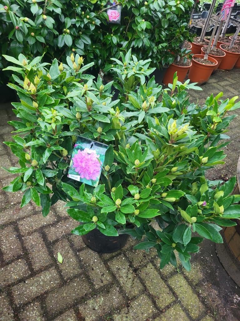 Mooie grote rhododendrons xxl, Ophalen of Verzenden