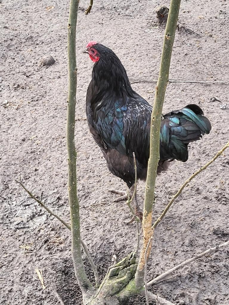 Jonge new jersey giant hanen, Dieren en Toebehoren, Mannelijk, Kip