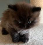 Zeer mooie Britse Langhaar kittens!, Dieren en Toebehoren, Meerdere dieren, Ontwormd, 0 tot 2 jaar