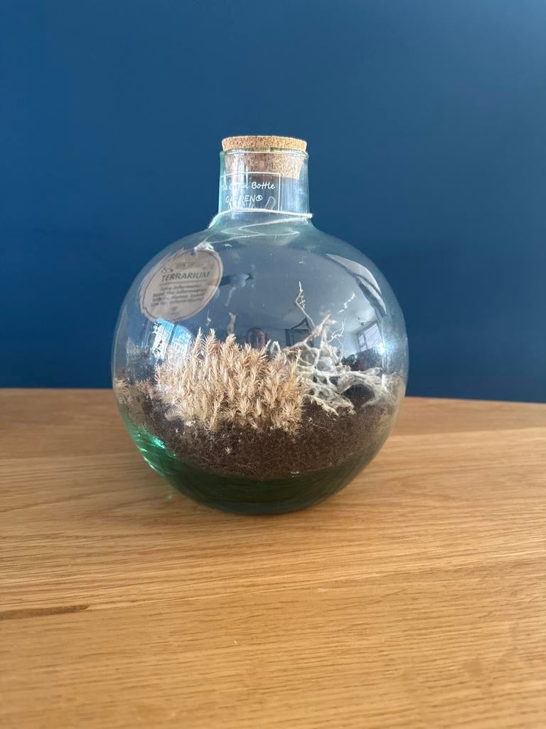 Plant terrarium - opnieuw vullen, Huis en Inrichting, Kamerplanten, Ophalen, Overige soorten, Halfschaduw, In pot