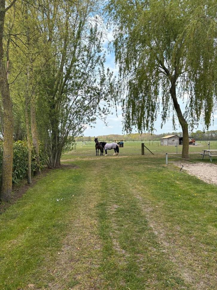 Weidegang / paddock plek vrij, Dieren en Toebehoren, Stalling en Weidegang, Weidegang
