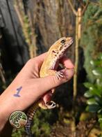 Luipaardgekko 0.1, Dieren en Toebehoren, Reptielen en Amfibieën, Hagedis, 0 tot 2 jaar