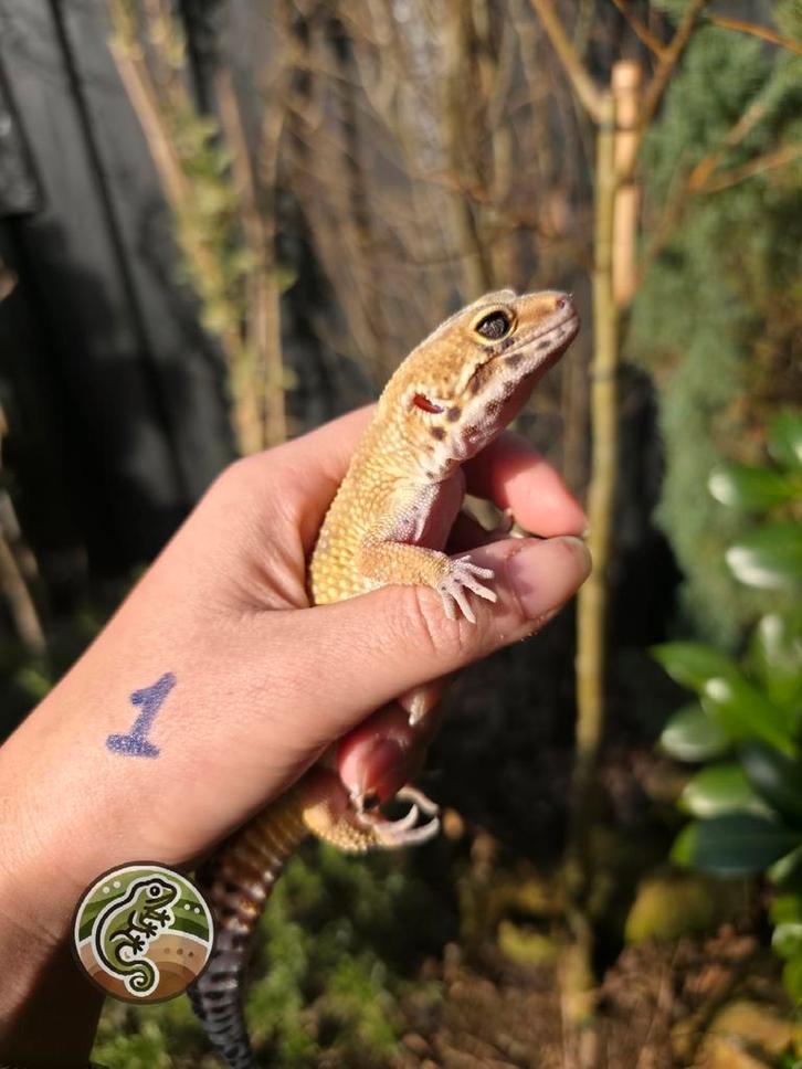Luipaardgekko 0.1 Leopard Gecko - female for sale from TinyWorld