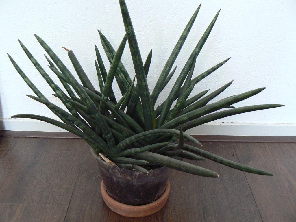 Sanseveria( vrouwentong) en cactus Parodia, Ophalen, Cactus, Halfschaduw, Minder dan 100 cm