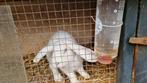 Konijn - ram, Dieren en Toebehoren, Konijnen, Mannelijk, Groot, Hangoor, 0 tot 2 jaar