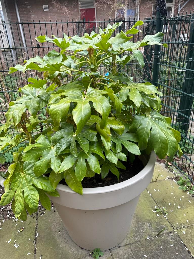 Fatsia japonica (Japanse aralia), Tuin en Terras, Ophalen