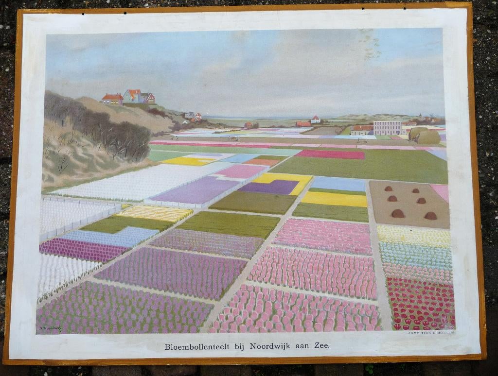 Oude schoolplaat met bollenvelden bij Noordwijk, Antiek en Kunst, Antiek | Schoolplaten, Ophalen of Verzenden, Stad- en Dorpsgezichten