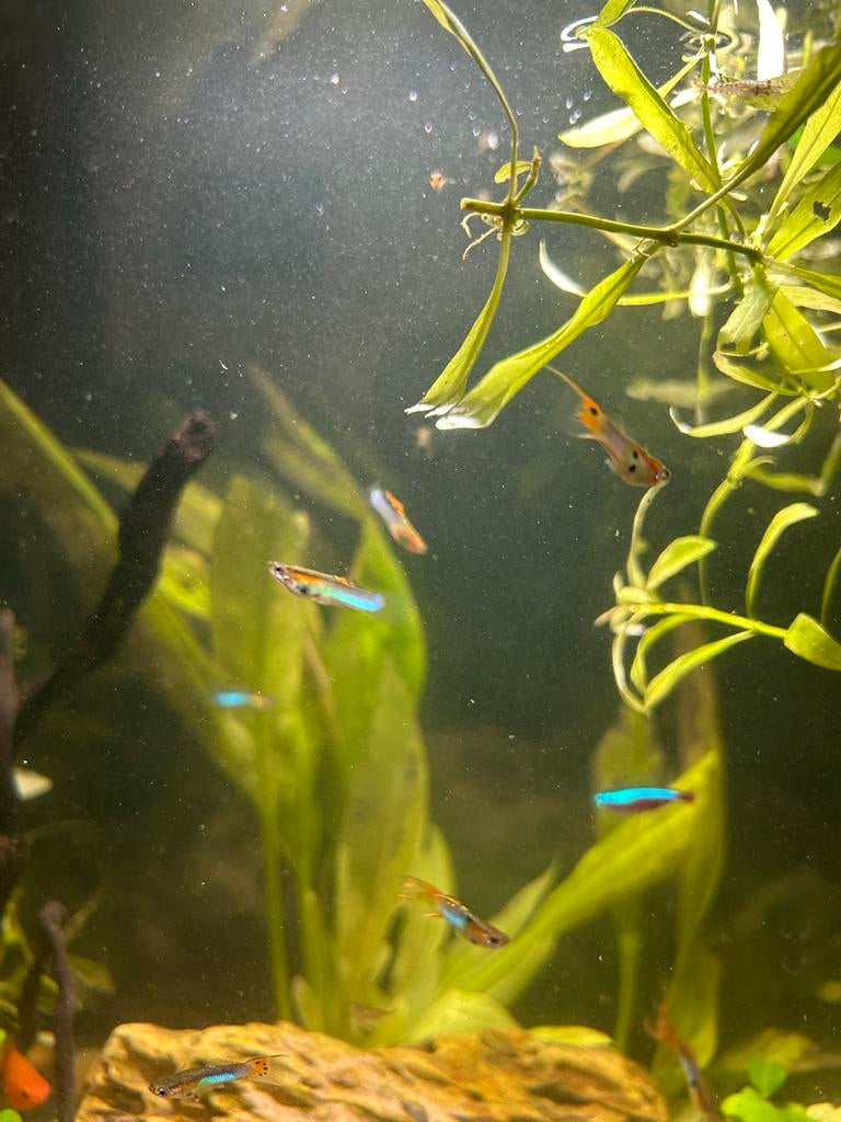 Jonge Endler guppy’s, Dieren en Toebehoren, Vissen | Aquariumvissen, Vis