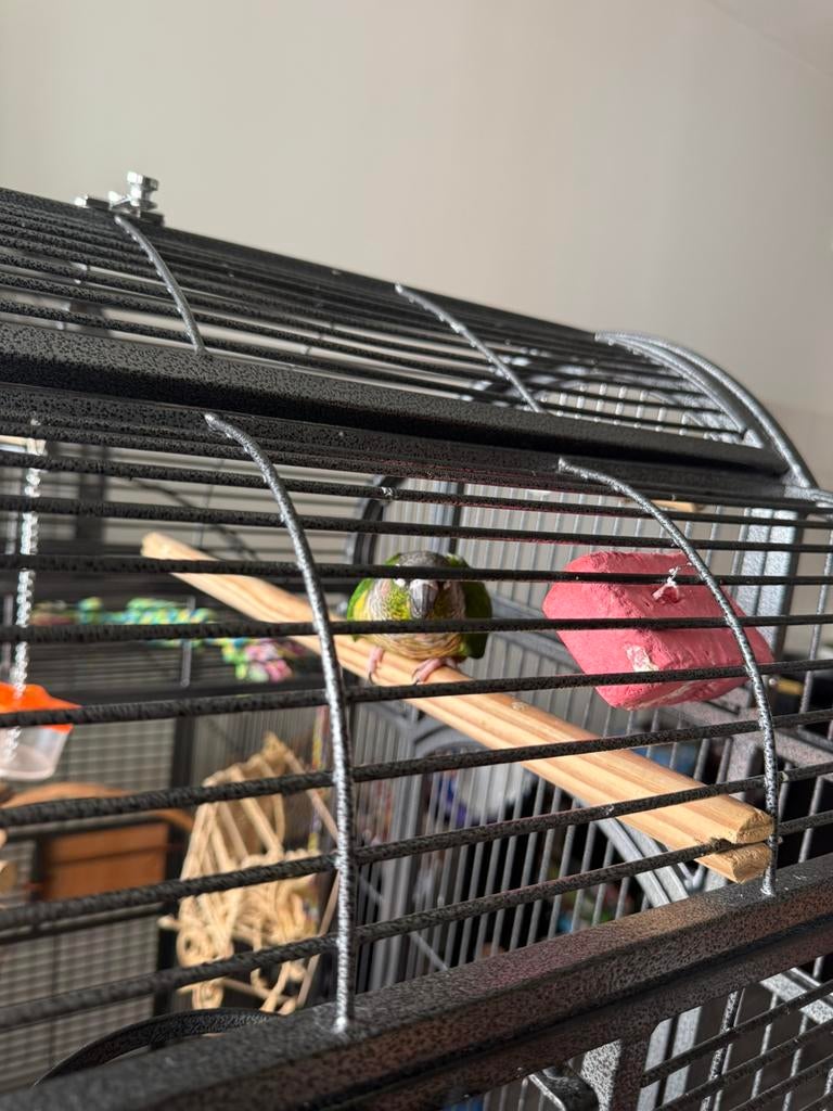 Twee tamme groenwangparkietjes te koop, Dieren en Toebehoren, Vogels | Parkieten en Papegaaien, Mannelijk, Parkiet, Tam