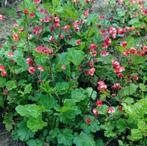 diverse tuinplanten, Tuin en Terras, Ophalen, Overige soorten, Volle zon