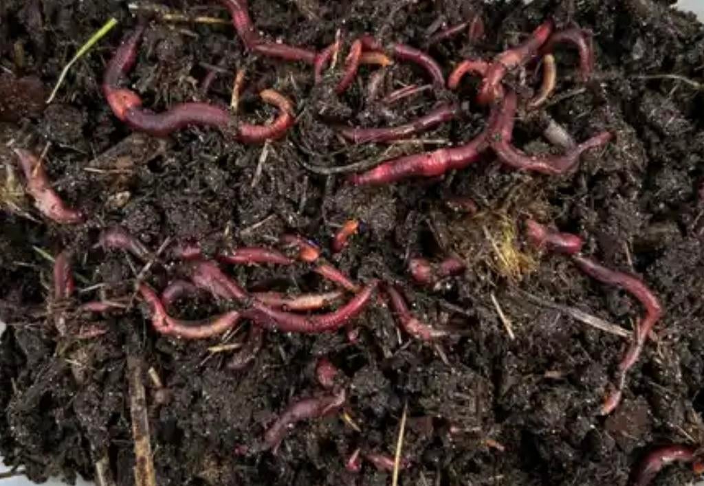 Compostwormen / Mestpiertjes / composthoop / wormenhotel, Ophalen, Compost