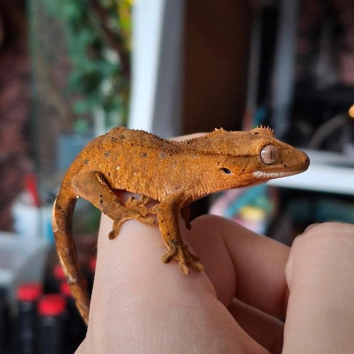 Tijdelijk korting! Dalmatian wimpergekko/crested gecko vrouw Crested Gecko - female for sale from Lotus' Creatures