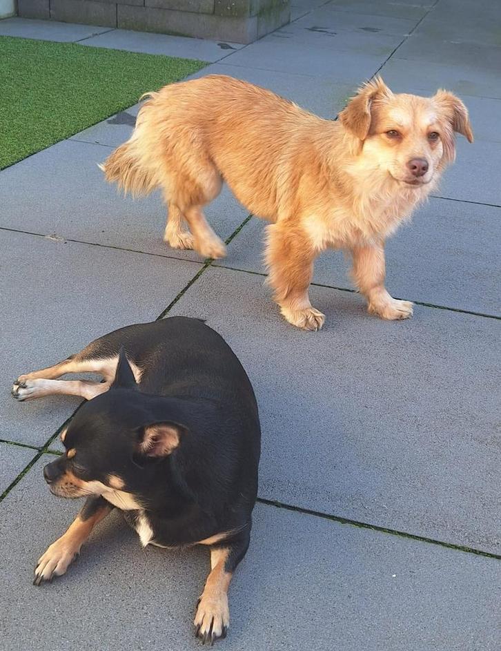 Minnie, klein formaat teefje gest 1 jaar, Dieren en Toebehoren, Honden | Chihuahua's en Gezelschapshonden, Teef, Overige rassen