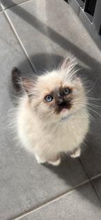 Lieve kitten Ragdoll kater Muis zoekt gouden mandje, Dieren en Toebehoren, Katten en Kittens | Raskatten | Langhaar, Kater, Gechipt