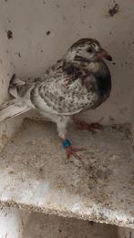 Jonge kleur duif geringd met bewijs, Postduif