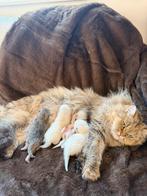 Britse korthaar en langhaar kittens! White golden point/grey