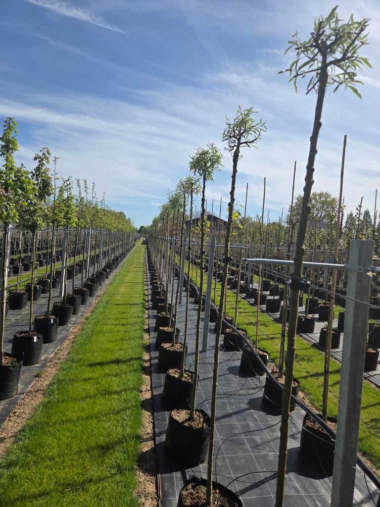 Ginkgo Biloba Mariken Hoogstam - Bijzondere Boom, Ophalen