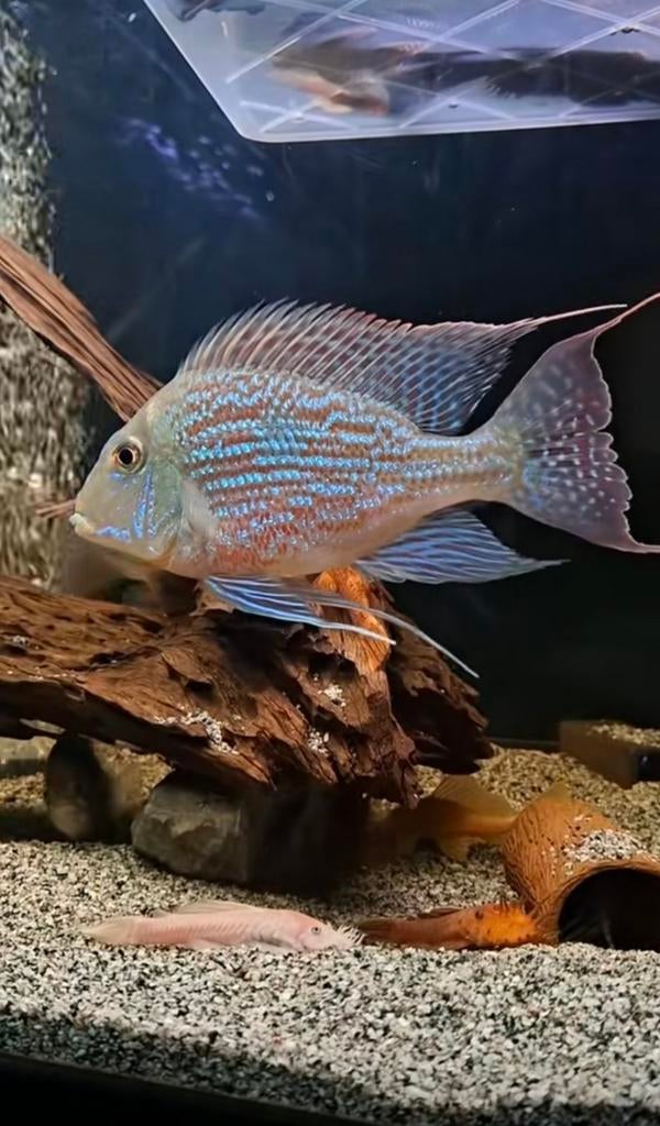 Groep van 5 geophagus sveni, Dieren en Toebehoren, Vissen | Aquariumvissen, Vis