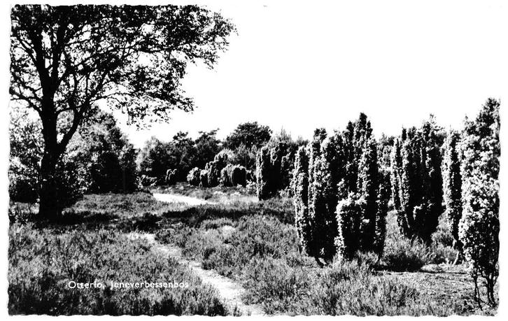 939314 Otterlo Jeneverbessenbos 1965 Gelopen met postzegel, Verzamelen, Ansichtkaarten | Nederland, Gelopen, Gelderland, 1960 tot 1980