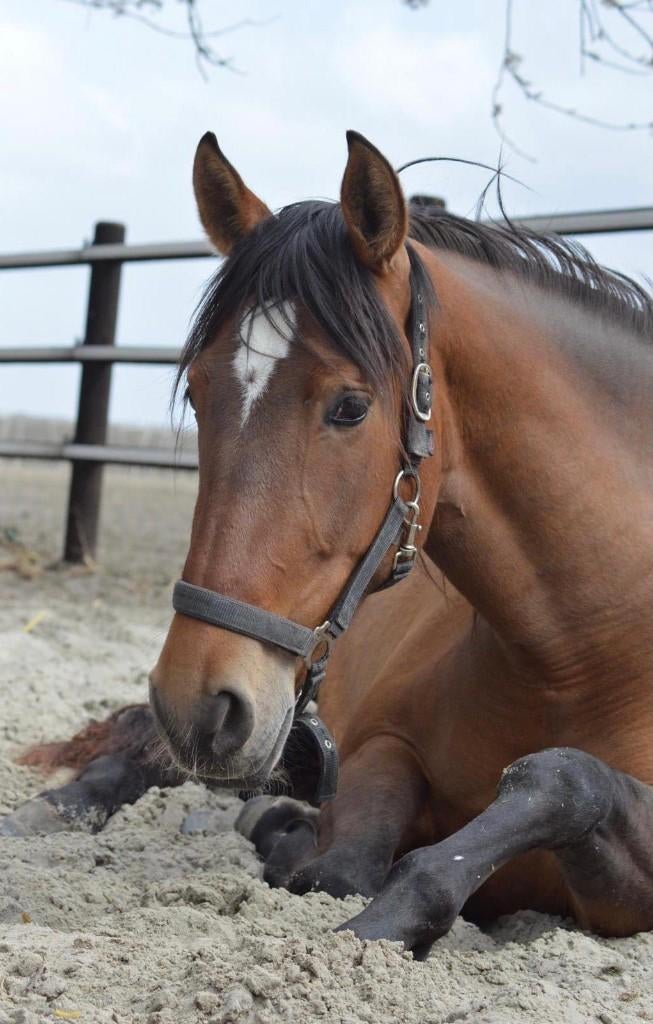 Lieve pre merrie 7 jaar, Dieren en Toebehoren, Paarden, Merrie, Met stamboom, Niet van toepassing, 7 tot 10 jaar