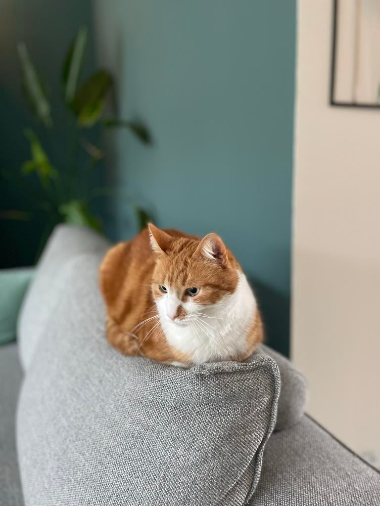 Lieve knuffelpoes Donder (14) zoekt rustig huis, Dieren en Toebehoren, Katten en Kittens | Overige Katten, Poes, Langharig, 6 jaar of ouder