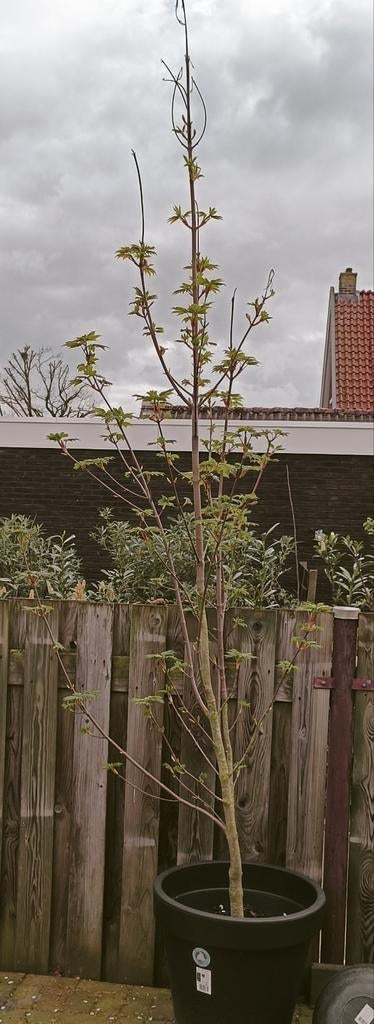 Gewone Esdoorn - 5 jaar oud, in pot, Tuin en Terras, Planten | Bomen, Ophalen