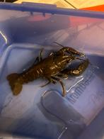 Rivierkreeft, Vis