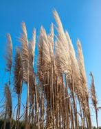 Pampas pluimen voor decoratie., Ophalen, Nieuw