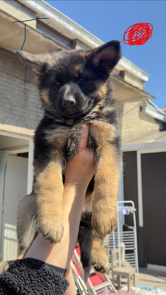 Duitse Herder pups, Parvo, België, Particulier, 8 tot 15 weken