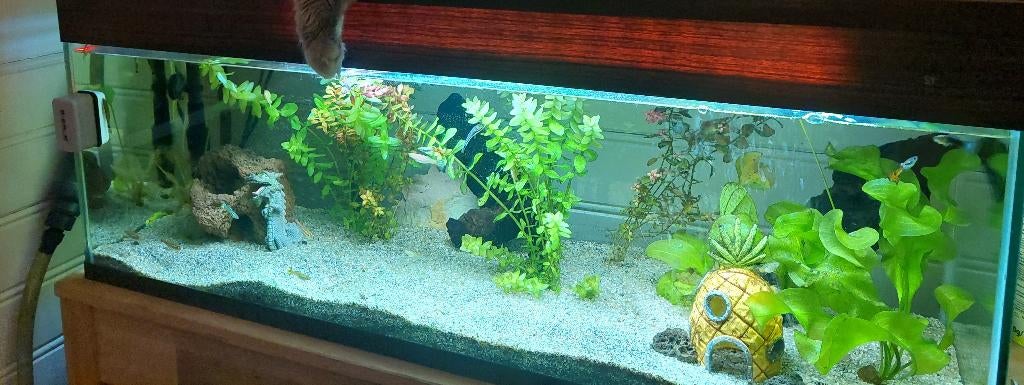 Aquarium 90L30B40H - Volledig met toebehoren, geen vissen, Ophalen, Gebruikt, Leeg aquarium