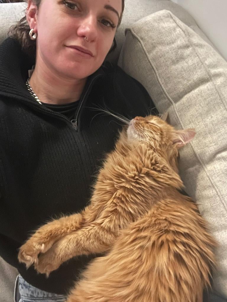 Cat for adoption: CASSIE, Dieren en Toebehoren, Katten en Kittens | Overige Katten, Langharig, Poes, 0 tot 2 jaar