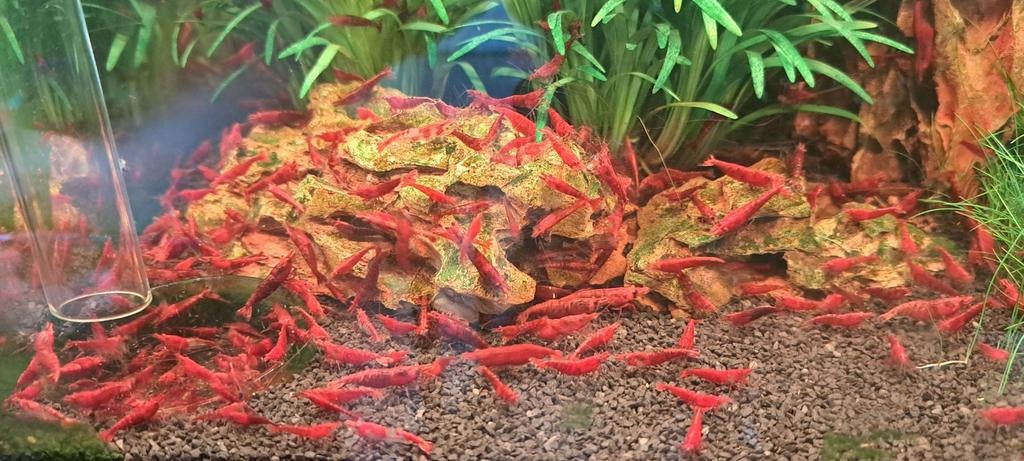 Garnalen €1,00, Ophalen, Nieuw, Overige typen