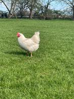 4 mooie witte barnavelders, Dieren en Toebehoren