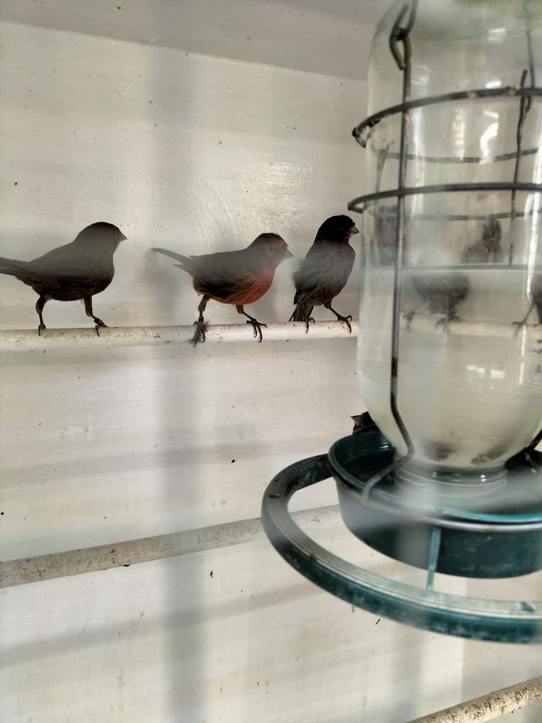 Kobalt kanaries mannen en poppen 8 stuks, Meerdere dieren