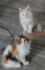 Maine Coon kitten xxl beschikbaar gevaccineerd rasecht, Dieren en Toebehoren, Katten en Kittens | Raskatten | Langhaar, Meerdere dieren