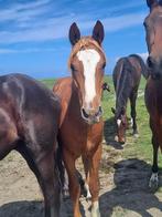 2 jarige E pony hengst, Dieren en Toebehoren, Minder dan 160 cm, Niet van toepassing, 0 tot 2 jaar, Hengst