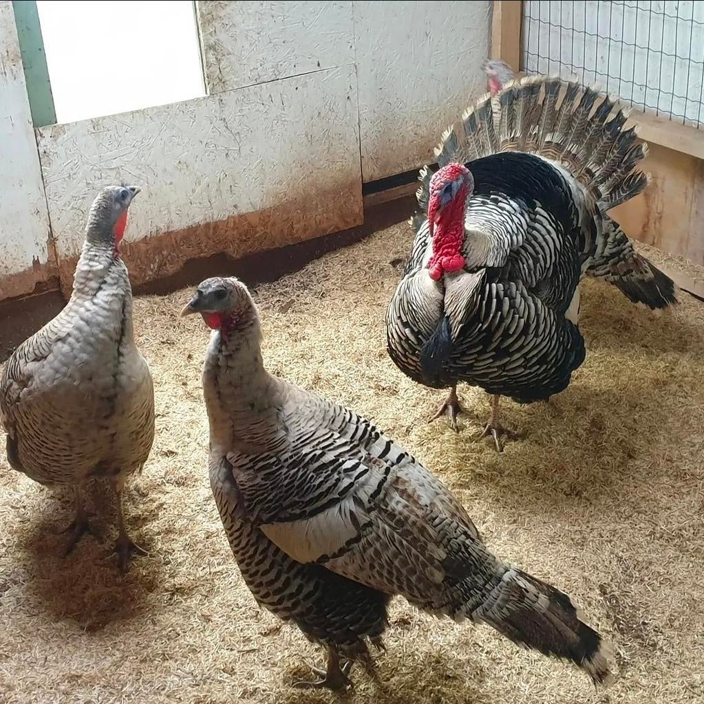 Narragansett kalkoenen trio, Dieren en Toebehoren, Pluimvee, Meerdere dieren, Kalkoen